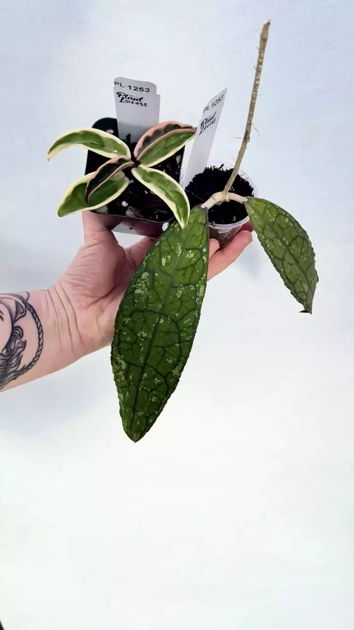 plant/PL1253: Hoya Clemensorium Splash + FREE Suzie Q ($35 value!)-0