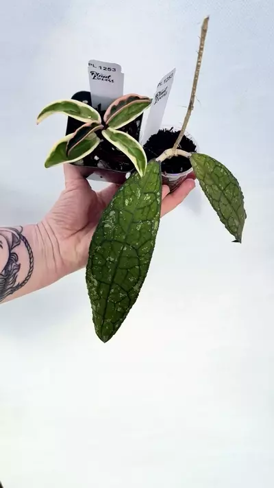 plant/PL1253: Hoya Clemensorium Splash + FREE Suzie Q ($35 value!)-0-thumbnail
