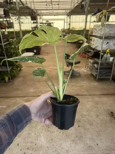 plant/Monstera starlight 4” pot growers choice-5-thumbnail