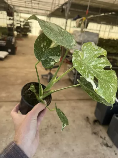 plant/Monstera starlight 4” pot growers choice-3-thumbnail