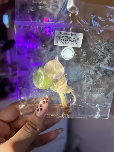plant/💗Alocasia Pink Cuprea💗- ‼️Contaminated TC‼️-0-thumbnail
