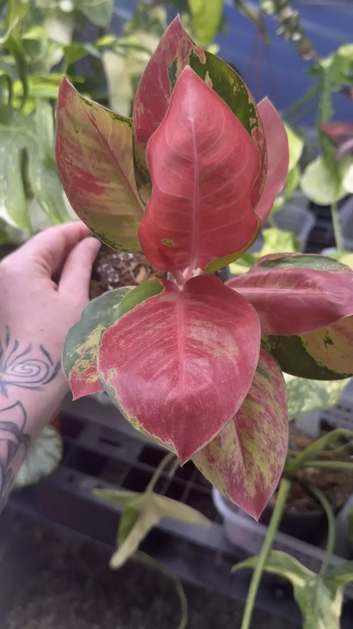 plant/Aglonema Hello Kitty + FREE Begonia Silver Jewel-0