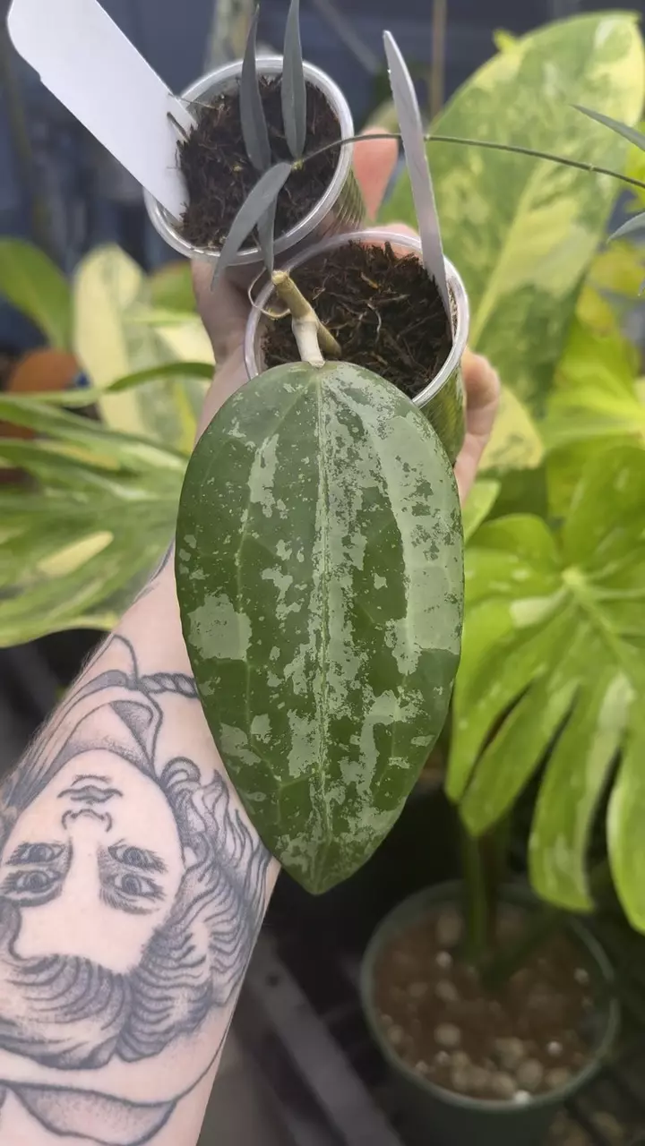 plant/PL1298: Latifolia Indo+ Oligantha Bundle Save $30!-0