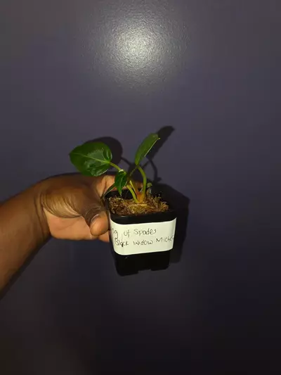plant/Anthurium KOS × Black Widow Michelle. *exact*-4-thumbnail