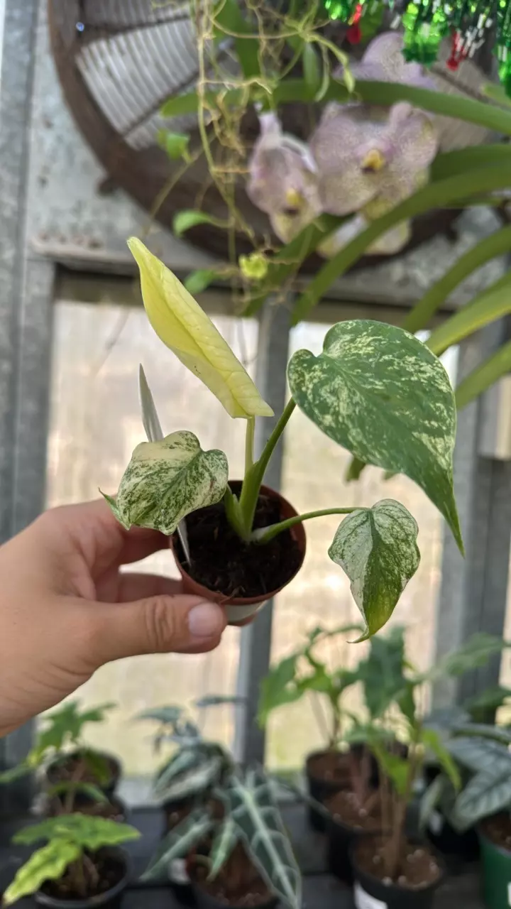 plant/497 Monstera White Monster-0