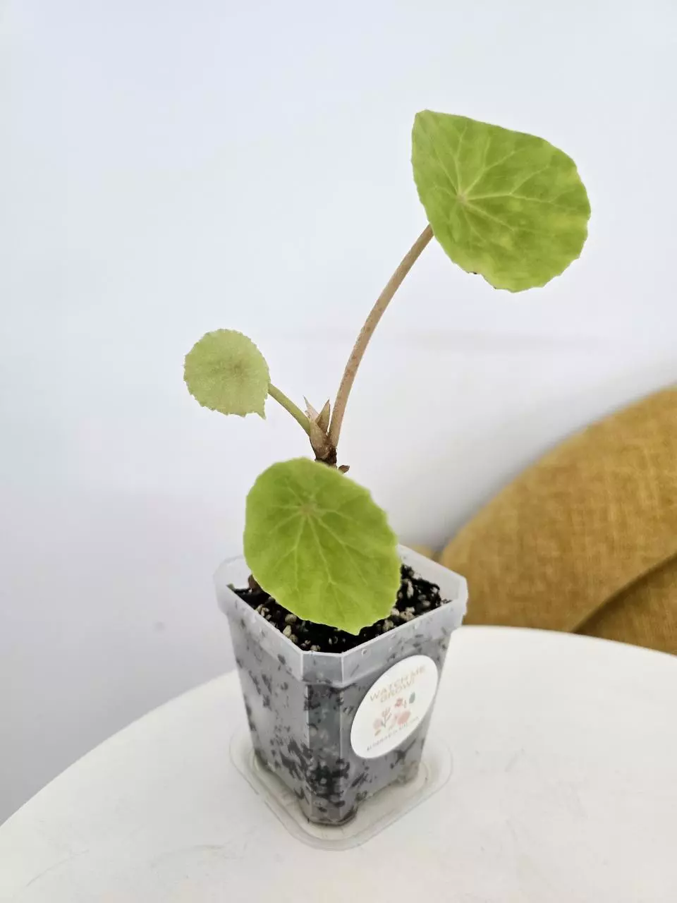 plant/Begonia Peltata-0