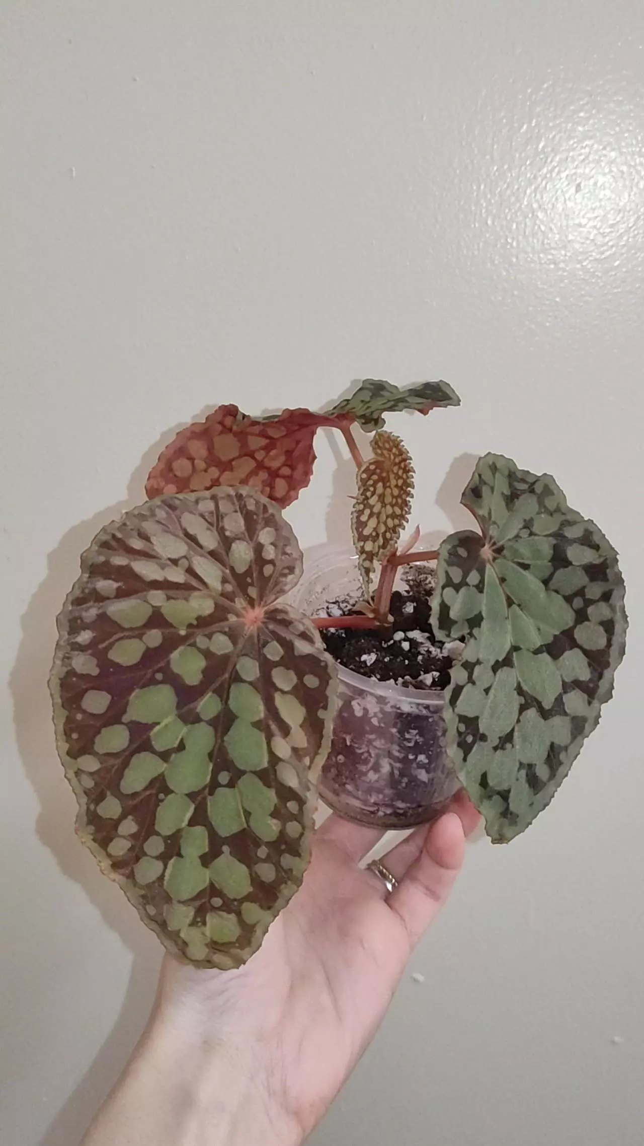 plant/Begonia chlorostica red form-0