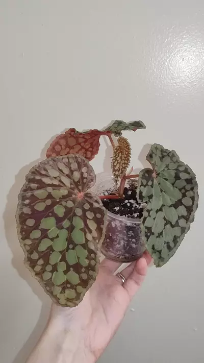 plant/Begonia chlorostica red form-0-thumbnail