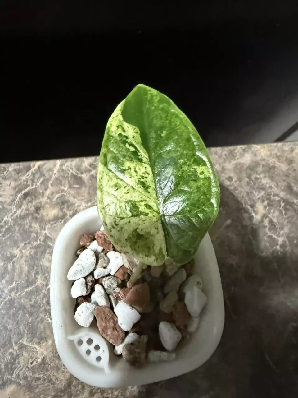 plant/Alocasia Dragon Scale Mint-1