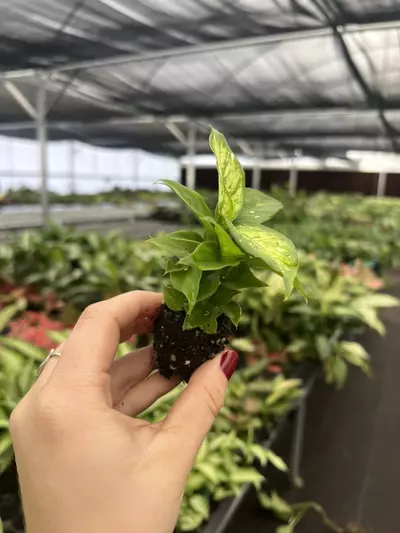 plant/Dieffenbachia Carina Starter plant Growers Choice-5-thumbnail