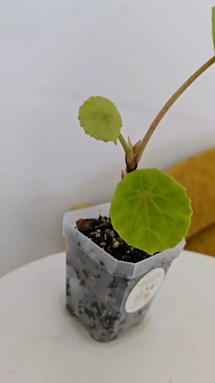 plant/Begonia Peltata-1