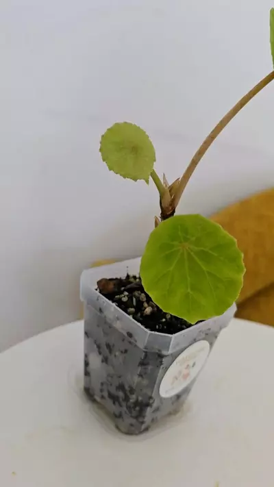 plant/Begonia Peltata-1-thumbnail