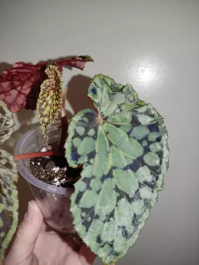 plant/Begonia chlorostica red form-4-thumbnail