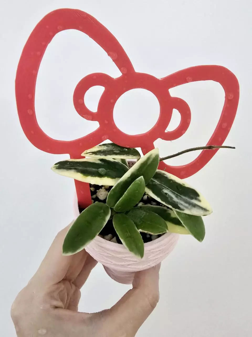 plant/Hoya Lyi Prism-0