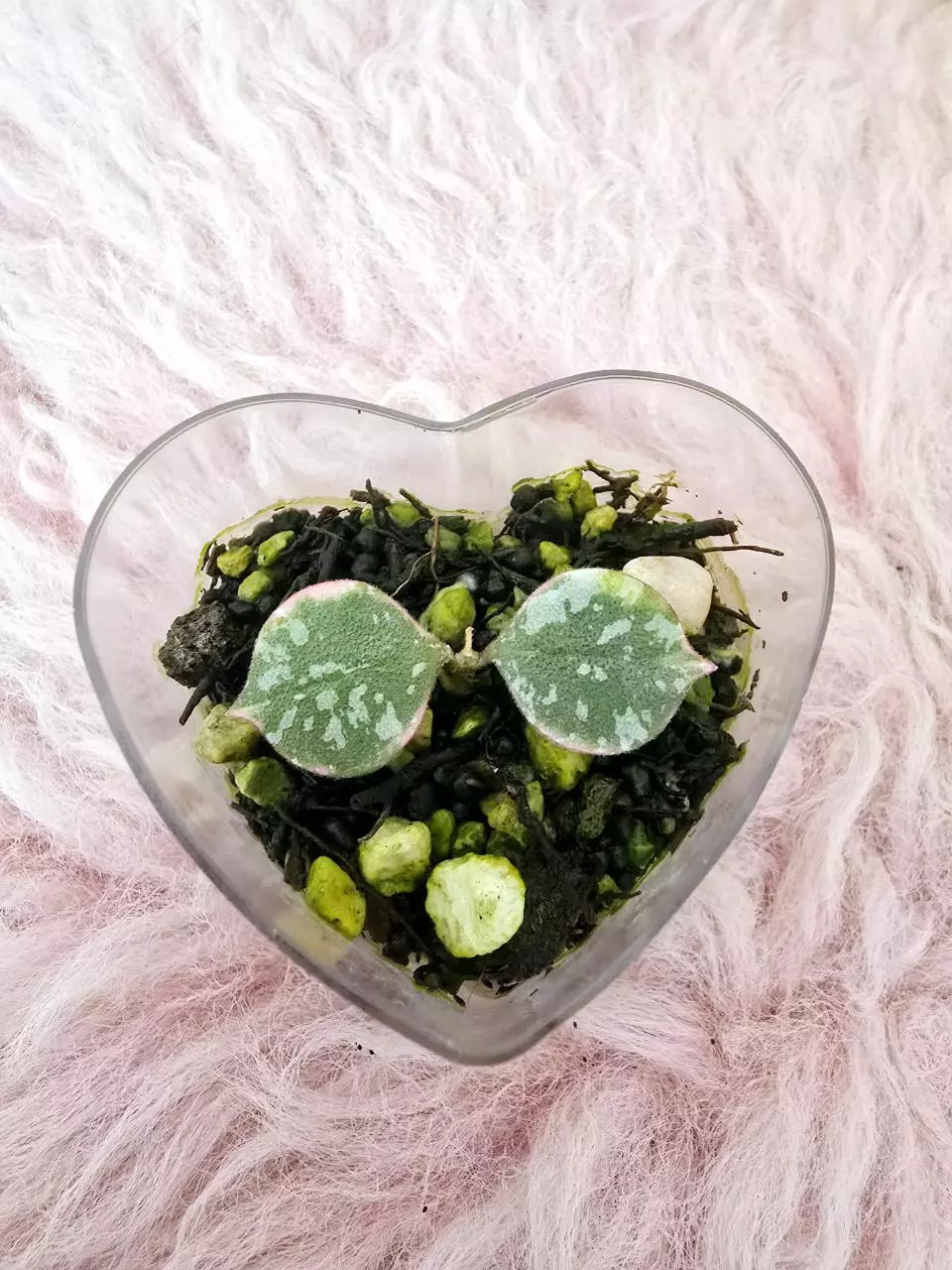 plant/Hoya curtsii albomarginata-0