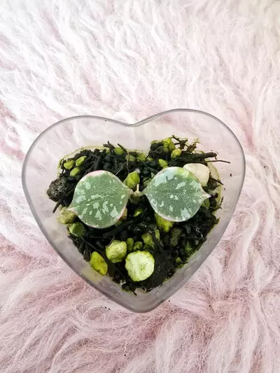 plant/Hoya curtsii albomarginata-0-thumbnail