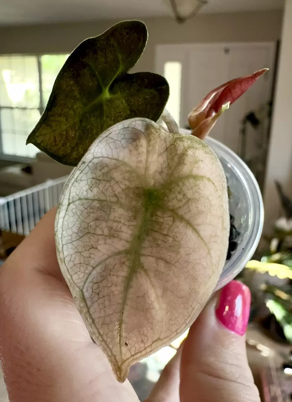 plant/Pink Heart Balloon Alocasia-1