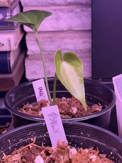 plant/Fredmulleri Rooted Butt Cut w/ 2 leaves + Active GP-2-thumbnail