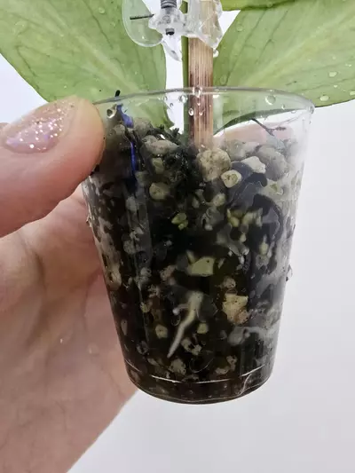 plant/Hoya Polyneura Silver Broget-7-thumbnail