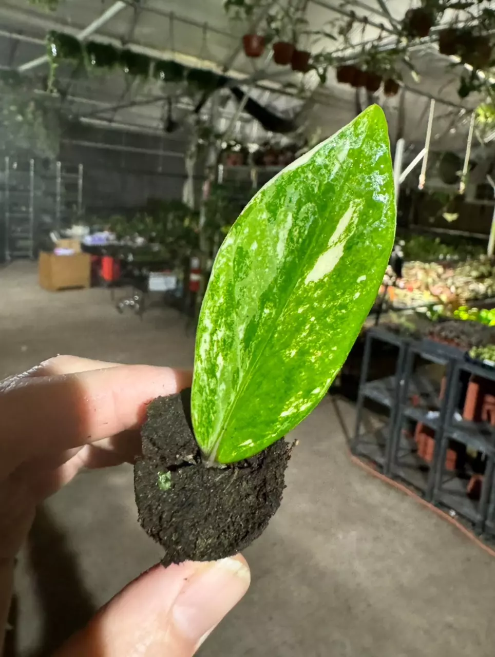 plant/Variegated zz starter plant growers choice-1