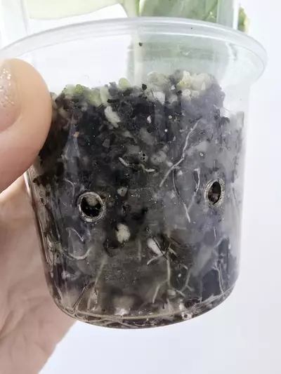 plant/Hoya Polyneura Jasminka (Plant B)-5-thumbnail