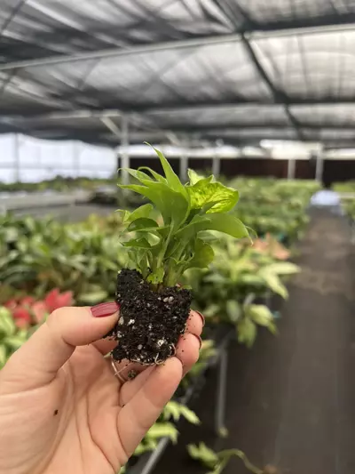 plant/Dieffenbachia Carina Starter plant Growers Choice-3-thumbnail