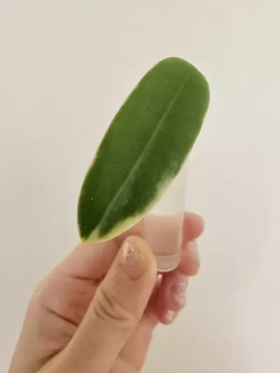 plant/Hoya Lyi Prism-2-thumbnail