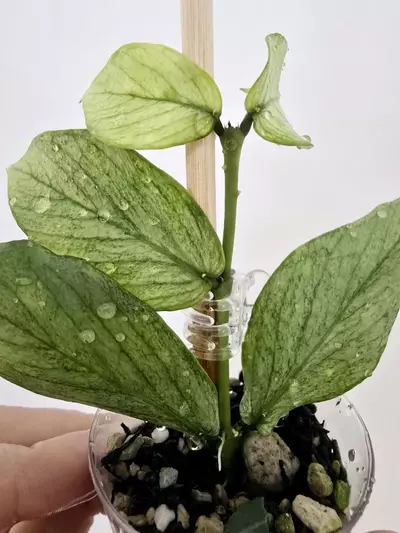 plant/Hoya Polyneura Silver Broget-5-thumbnail