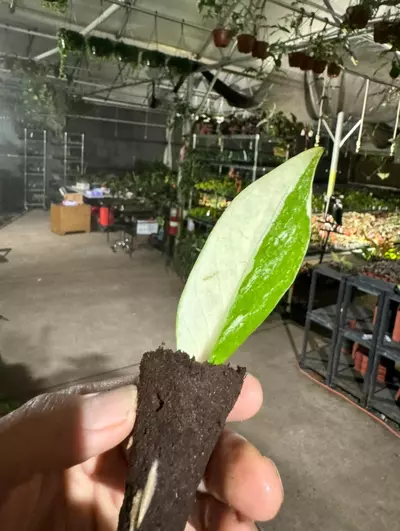 plant/Variegated zz starter plant growers choice-2-thumbnail