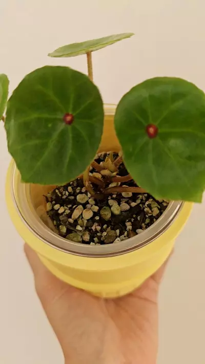 plant/Begonia Conchifolia | Red Ruby-0-thumbnail