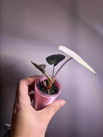 plant/✨Alocasia Pink Dragon Silver✨-1-thumbnail