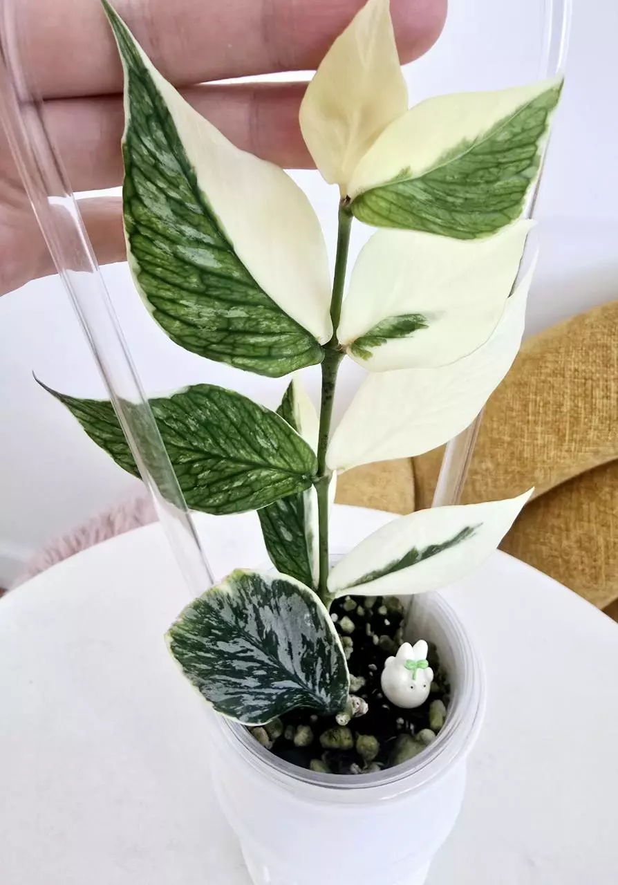 plant/Hoya Polyneura Jasminka (Plant B)-0