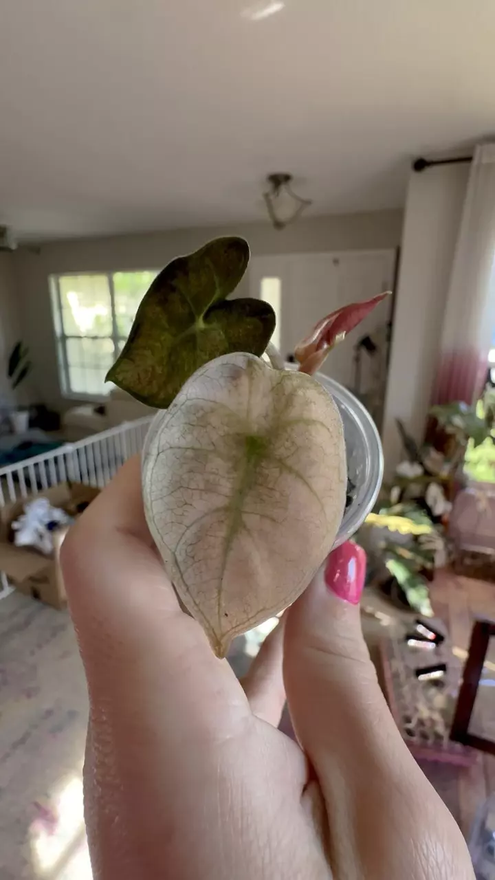 plant/Pink Heart Balloon Alocasia-0