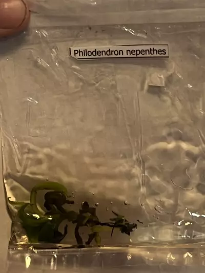 plant/Nepenthes-0-thumbnail