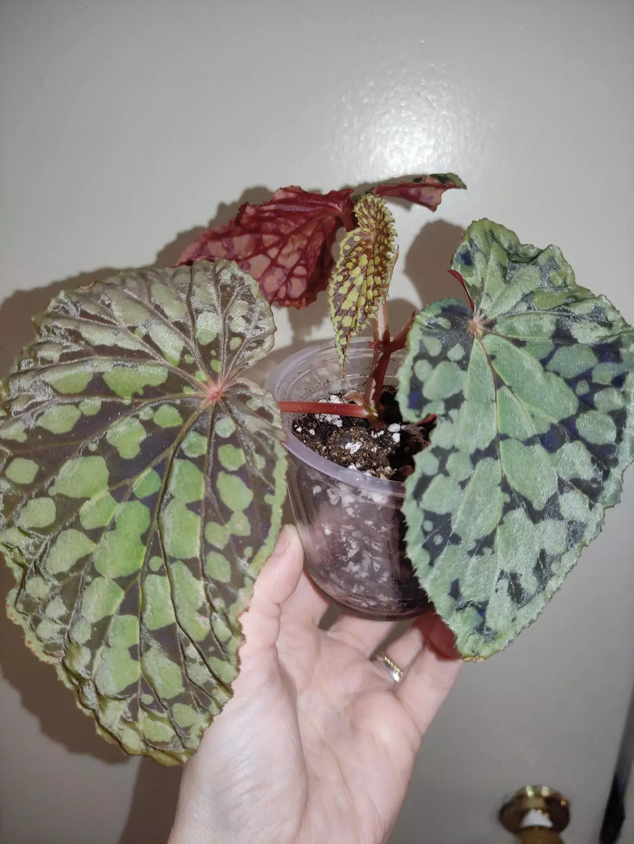 plant/Begonia chlorostica red form-1