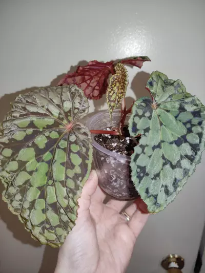 plant/Begonia chlorostica red form-1-thumbnail