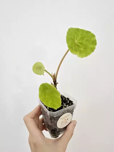 plant/Begonia Peltata-3-thumbnail