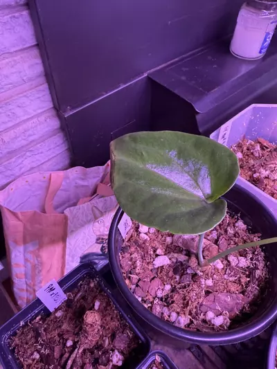 plant/Fredmulleri Rooted Butt Cut w/ 2 leaves + Active GP-1-thumbnail