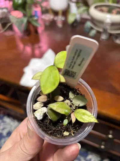 plant/#246 Hoya SP Kalimantan Variegated. A.K.A Mini Coin. Rooted in TFF-0-thumbnail