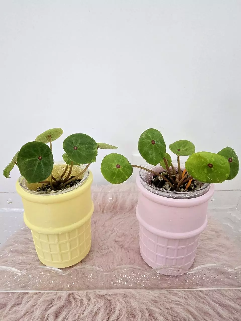 plant/Begonia Conchifolia | Red Ruby-3