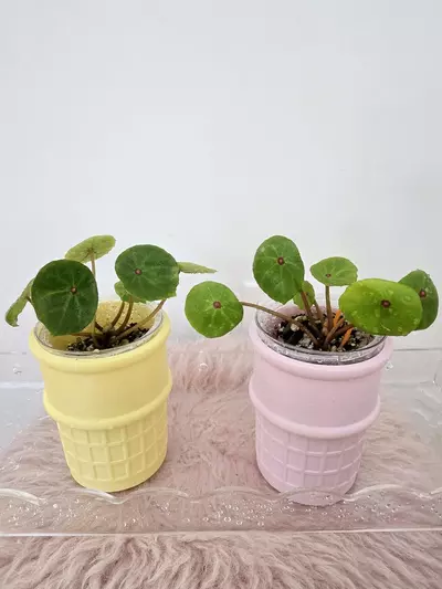 plant/Begonia Conchifolia | Red Ruby-3-thumbnail