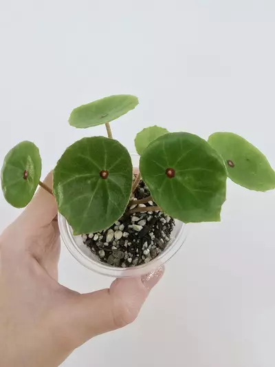 plant/Begonia Conchifolia | Red Ruby-1-thumbnail