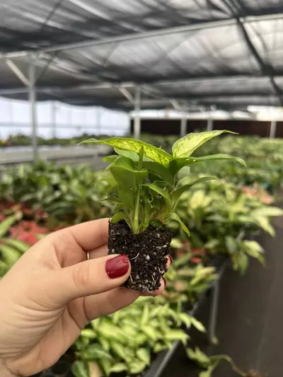 plant/Dieffenbachia Carina Starter plant Growers Choice-2-thumbnail
