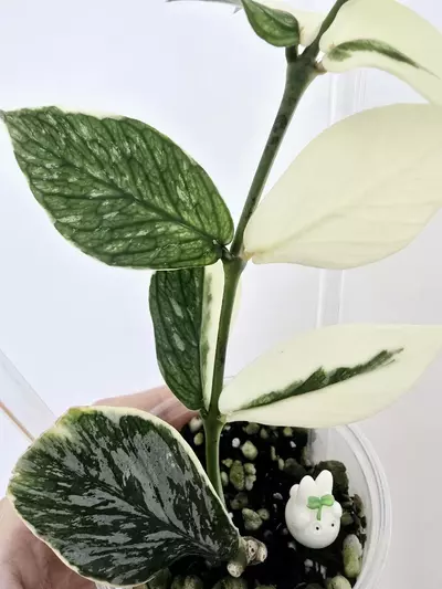 plant/Hoya Polyneura Jasminka (Plant B)-4-thumbnail