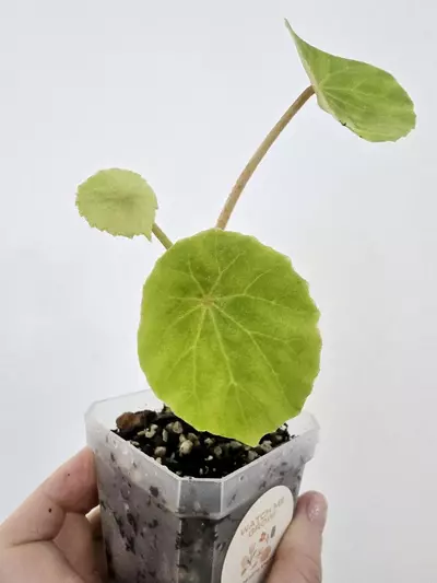 plant/Begonia Peltata-4-thumbnail