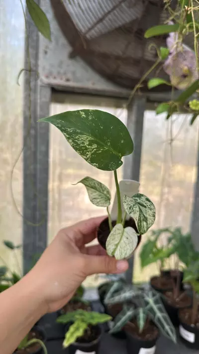 plant/494 Monstera White Monster-0-thumbnail