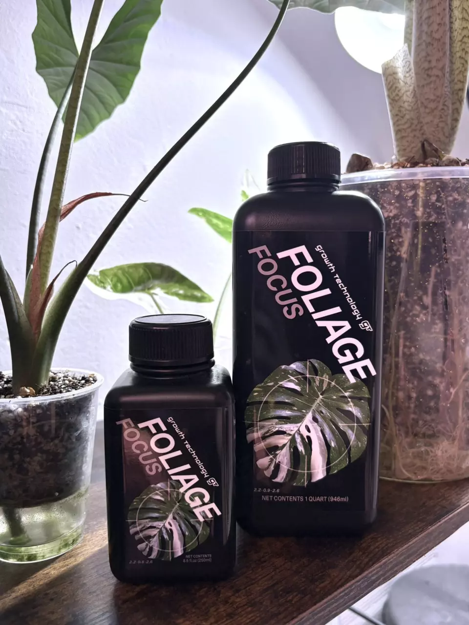 plant/GT Foliage Focus • 1qt-0