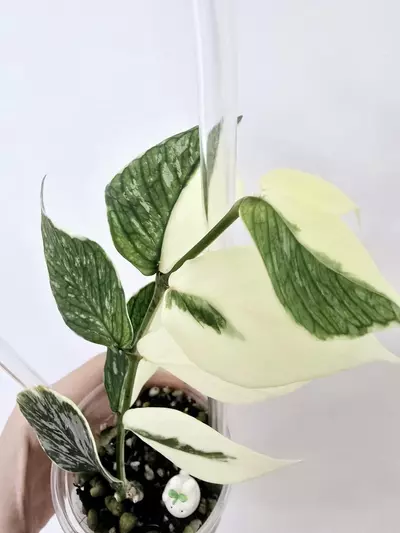 plant/Hoya Polyneura Jasminka (Plant B)-2-thumbnail