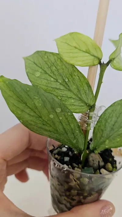 plant/Hoya Polyneura Silver Broget-1-thumbnail