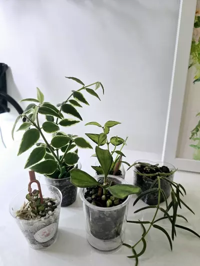 plant/Custom order for ConnieOG🌿💕-0-thumbnail